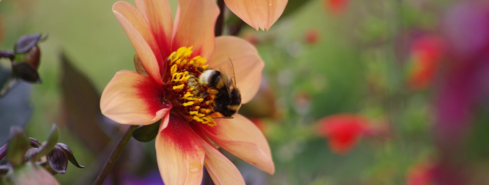 Conversation Education