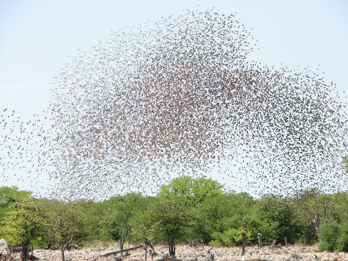 1200px-Red-billed_quelea_flocking_at_waterhole
